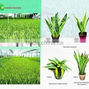 Sansevieria thumbnail-1