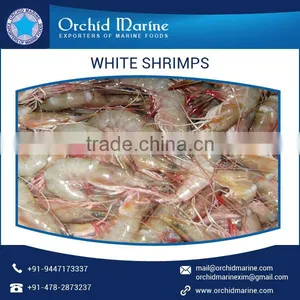 Best Quality Cost Effective White Shrimps of Natural Taste at Low Price thumbnail-4