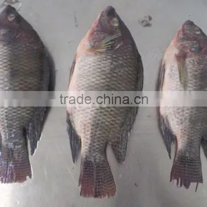 Frozen Tilapia WR thumbnail-3