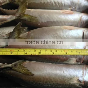 Pacific Mackerel 400~600g thumbnail-1