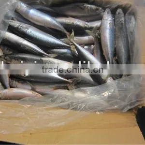 New Frozen Mackerel Whole Round thumbnail-1