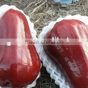 Fresh Apple Plastic Biodegradable Foam Net for Apple thumbnail-6
