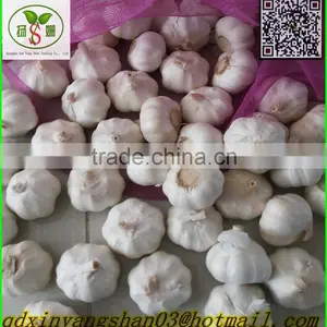 (3 AAA) Pure White Garlic thumbnail-1