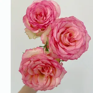 Direct Farm Supply Wholesale Real Touch Fresh Cut Rose Flower for Wedding Decoration thumbnail-1