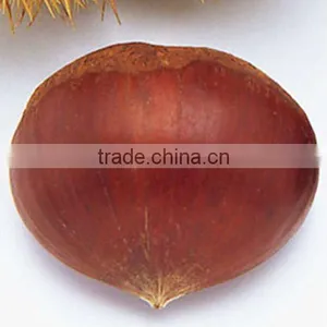 Chestnuts Export thumbnail-1