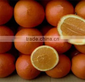Navel Orange Supplier thumbnail-1