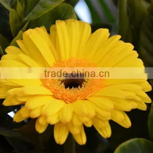 Chrysanthemum Preserved Fresh Cut Flowers For Wholesale thumbnail-5
