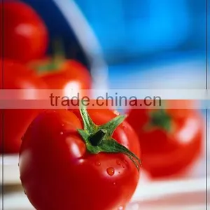 Tomato Ketchup thumbnail-1