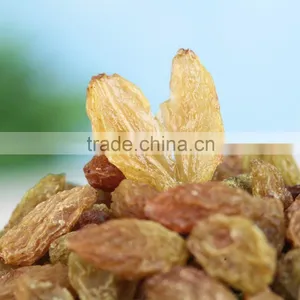 Good Price Green Raisins Seedless Grape thumbnail-4