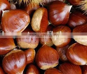 High Quality Fresh Chestnuts for Sale thumbnail-2