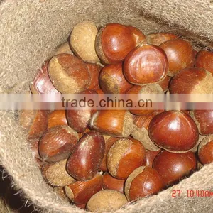 Chinese Fresh Chestnut in Shell With Mesh Bag Packing thumbnail-1