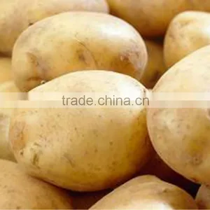Fresh Potato From Chinese Holland Potato Farms thumbnail-1