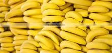 FRESH BANANAS FRUIT thumbnail-1