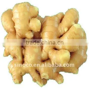 Fresh Ginger thumbnail-1