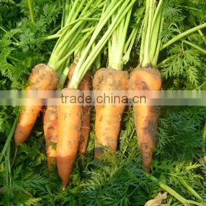 Chinese Carrot thumbnail-1