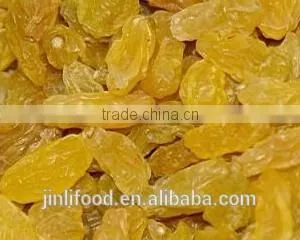 Gold Raisin With Best Price and Sweet thumbnail-3