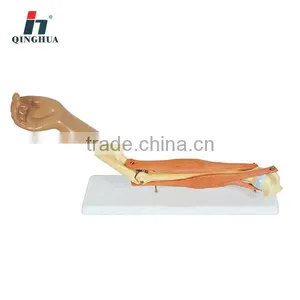 Plastic Human Elbow Joint Model Anatomy Model thumbnail-1