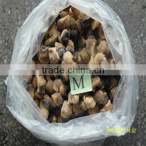 Sea Frozen Types Conch Shells thumbnail-1