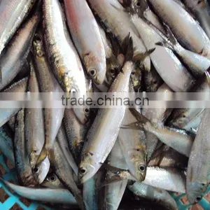 Frozen Sardine for Bait and Canning thumbnail-1