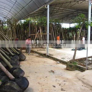 Ficus Nitida Packed for Loading thumbnail-1