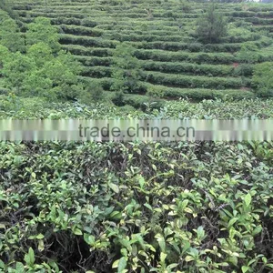 SGS Test Organic Green Tea thumbnail-5