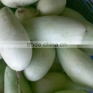 Fresh Yellow Mango With High Quality/ Large Quantity/ Best Price Vietnam thumbnail-3
