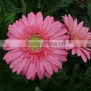 Gerbera Type Fresh Gerbera Cut Flowers and Stem Part Wholesale thumbnail-5