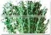 Davana Natural Oil thumbnail-1