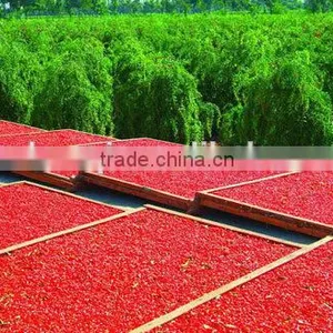New Batch Goji Berry Wih Good Prce thumbnail-1