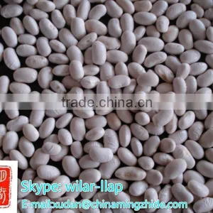 White Kidney Beans, Japanese Type 2014 Crop, 400-450pcs/100g thumbnail-1