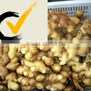 China Ginger thumbnail-1