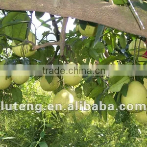 Chinese Low Price Fresh Pomelo Honey Pomelo Juicy Pomelo With High Quality thumbnail-6