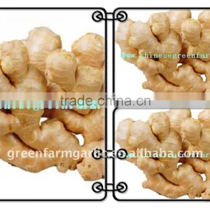 New Ginger 150g and up In China thumbnail-1