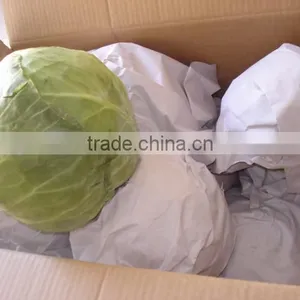 Round Cabbage/Flat Cabbage thumbnail-4