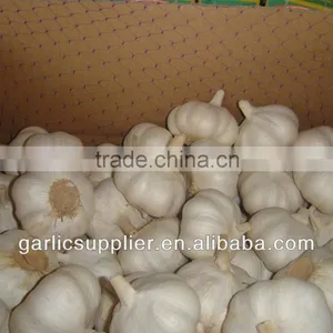 WHOLESALE GARLIC thumbnail-5