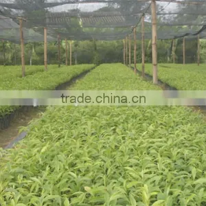 2016 Newly Chinese High Quality Agarwood Seeds For Growing thumbnail-4