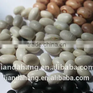 ADZUKI BEAN thumbnail-5