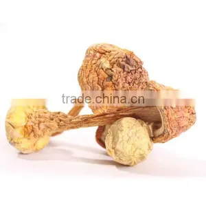 Matsutake Mushroom thumbnail-2
