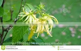Ylang Ylang Oil thumbnail-1