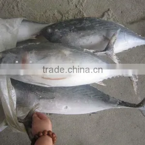 Frozen Bonito 500g up thumbnail-1