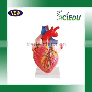 Anatomy High Quality 3 Times Life Size Jumbo Type Heart Model thumbnail-2