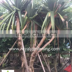 Pandanus Utilis High 4-5m thumbnail-5