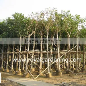 Cassia Fistula Big Flower Trees thumbnail-3