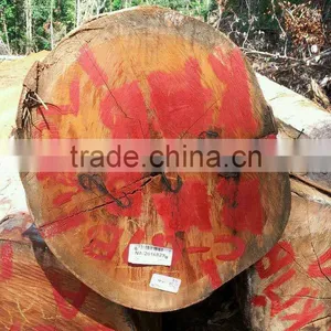Suriname WPL / Witte Pinto Locus Log thumbnail-1