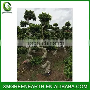 Ficus Microcarpa S Shape 1.8-2m thumbnail-1