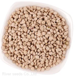10g High Germination Korean Ginseng Seeds Sale With Good Price thumbnail-2