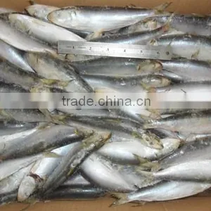 Frozen Sardine for Tuna Bait 140-200pcs thumbnail-5
