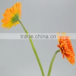 Fresh Cut Golden Sun Single Gerbera From Guangdong thumbnail-2