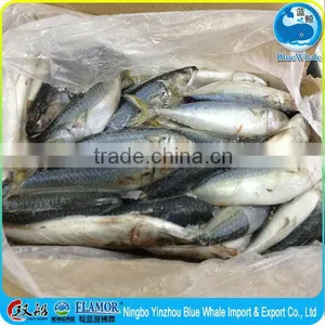 Frozen Fish Pacific Egyptian Mackerel 200-300g thumbnail-4