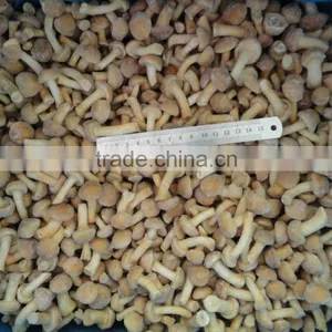 Cheap Good Quality Frozen New Nameko Mushroom Wholesale Price thumbnail-1